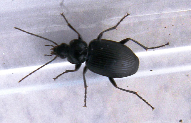 Carabide; Agonum sp.